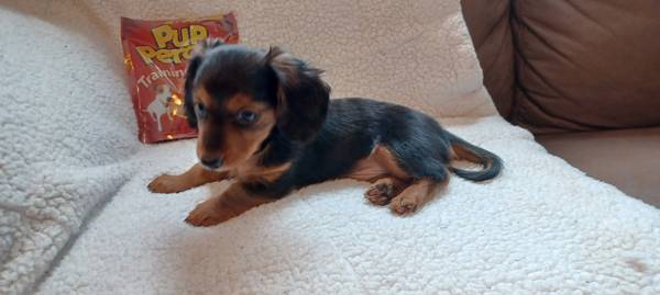 Miniature Dachshund puppy