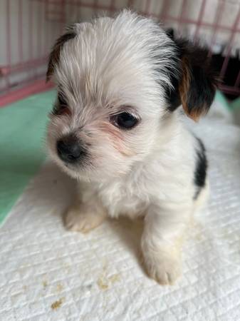 Beautiful, white (parti) purebred, Yorkshire terrier puppy