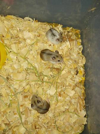 Baby chinese dwarf hamsters