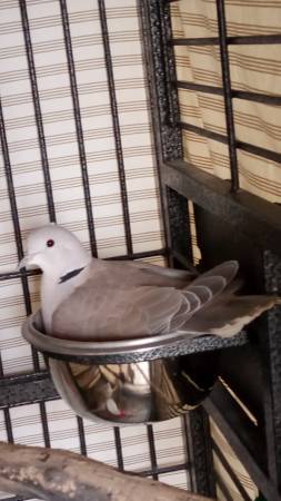 Doves. Plus others need new homes