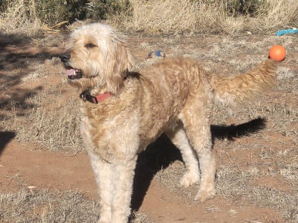 Goldendoodle Stud Service