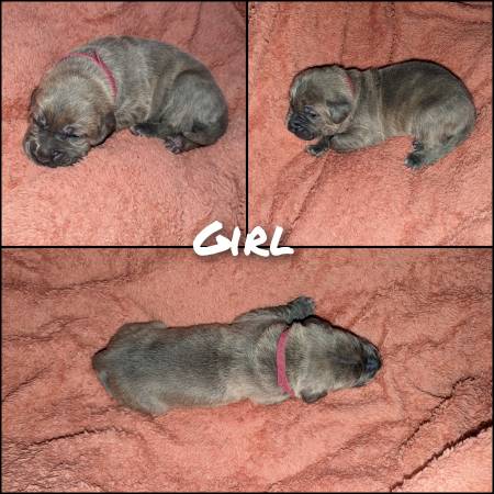 Cane Corso/Italian Mastiff Puppies