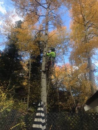 Arborist Services / Trees Cut Down & Bucked