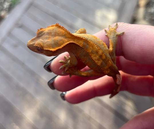 Baby crested geckos!!