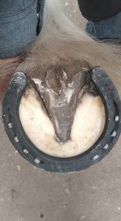 Affordable Horseshoes and Trims