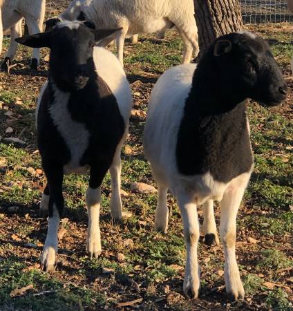 ?? Dorper Sheep ?? Plenty of NICE NICE young females!