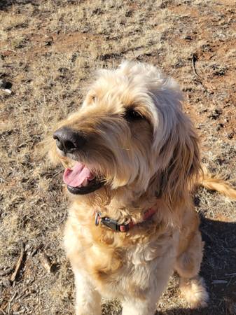 Goldendoodle Stud Service