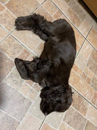 Cocker spaniel puppy