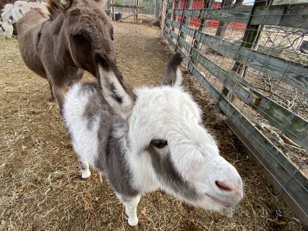 Baby Miniature Donkey Female