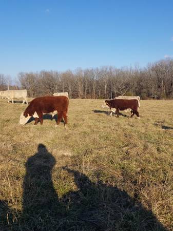 Hereford Bulls