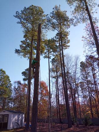 HUGO’S TREE SERVICE