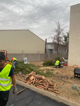 ??????Tree Trimming/Removal Palm Trimming/Removal Stump Grinding/Removal