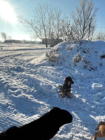 Rehoming German Shepherd/Red Heeler Puppies