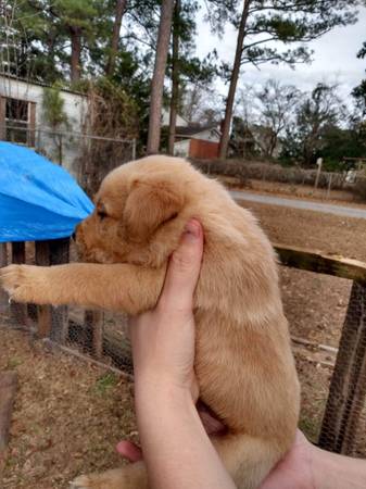 Lab/heeler Puppies