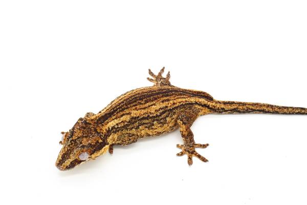 Adult female gargoyle gecko