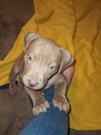 Pitbull puppies