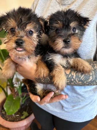 4 month old male yorkies