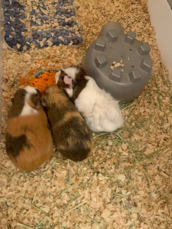 Three Female Adult Guinea Pigs