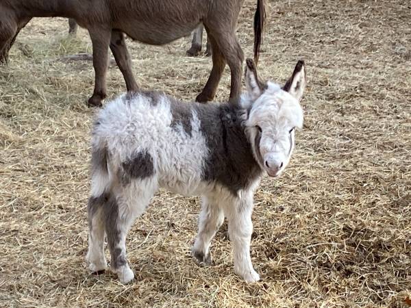 Baby Miniature Donkey Female