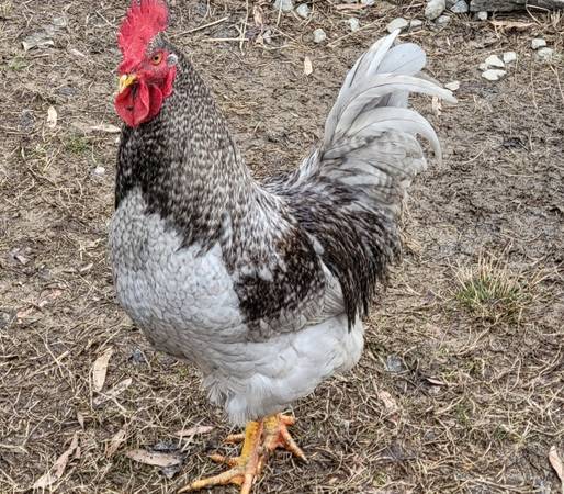 Sapphire Gem Rooster