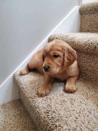 Irish Golden puppy