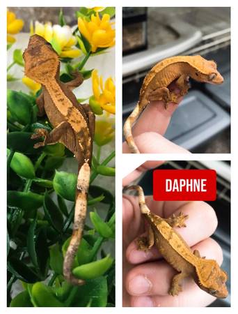 Reptiles and More!