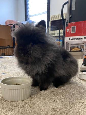 LIONS HEAD BUNNY RABBIT REHOME