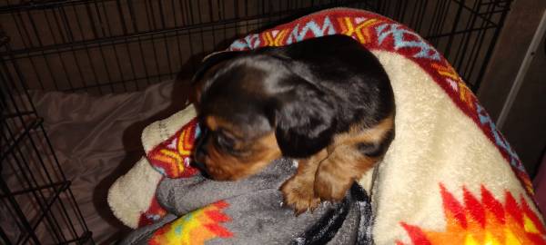 Miniature Dachshund puppy