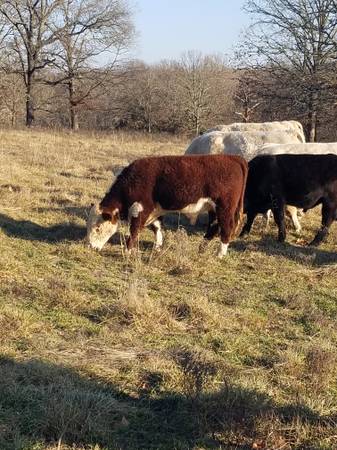 Hereford Bulls