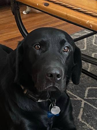 purebred intact male Black Lab $150