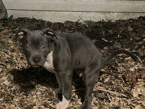 Grey Female Pitt (Tuxedo Fur Pattern)