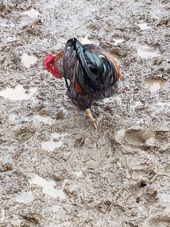 black copper maran rooster