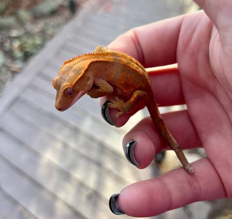 Baby crested geckos!!