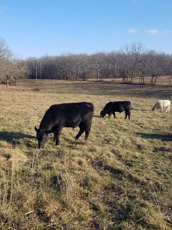 Black Angus Bulls