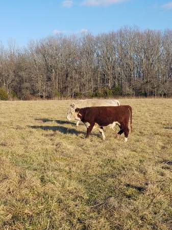 Hereford Bulls