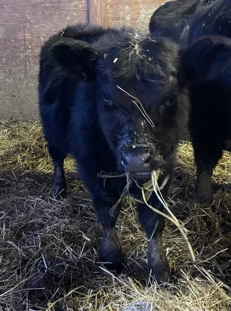 Miniature Lowline Aberdeen Angus Bull