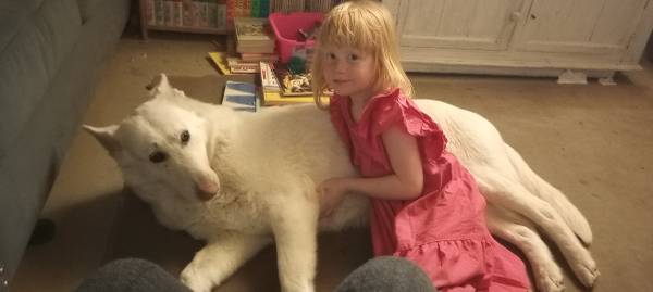 Rehoming a White German Shepherd