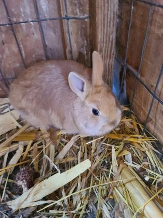 Bunnies ready for a home