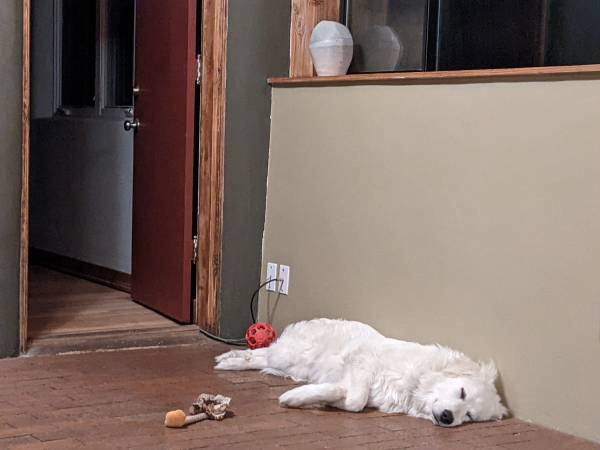 Beautiful, sweet, gentle, housebroken Great Pyrenees puppy