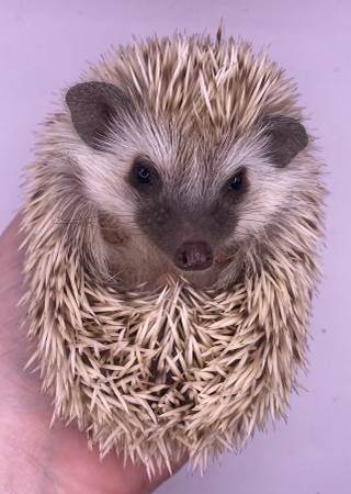 Hedgehogs for rehome