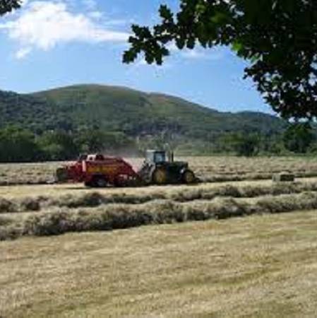 Get Rid of Broomsedge, Ragweed, & Nettle