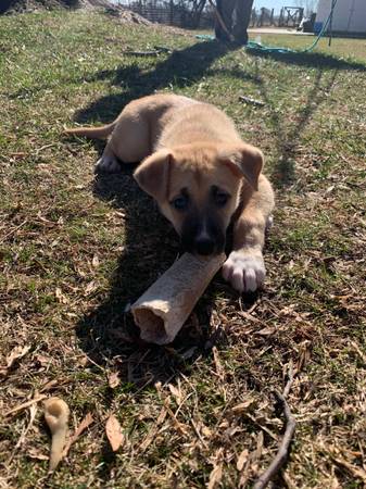 German Shepherd Mixed Puppies 1 left!