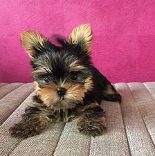 Adorable yorkie puppies