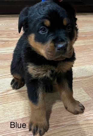 German Rottweiler Puppies