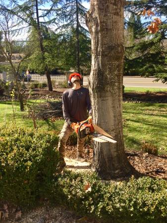 Tree Removal -Arborist- Hazardous Tree