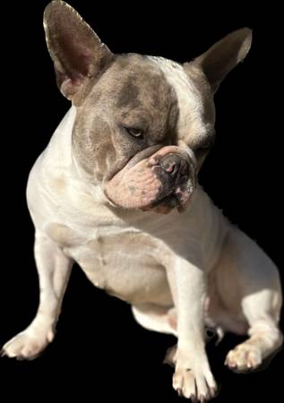 Frenchie Stud