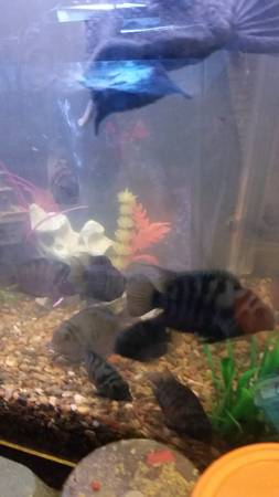 African convicts and jewel cichlids