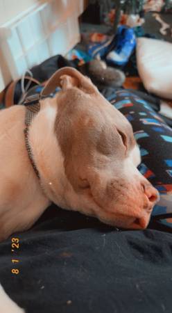 Red nose pitbull puppy