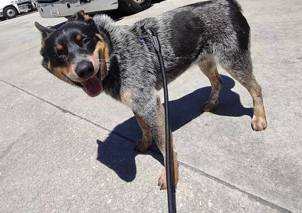 Blue Heeler