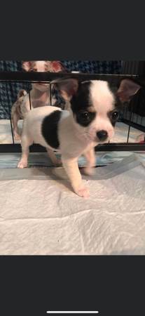 adopting Chihuahua puppies